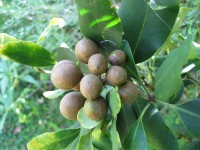 serie3Pittosporum
