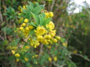 Berberis maderensis