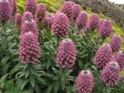 Echium portosanctensis