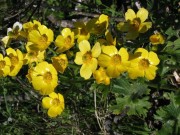 Ranunculus cortusifolius