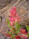 Rumex
