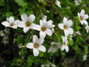 Saxifraga maderensis