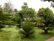 cicapalm006